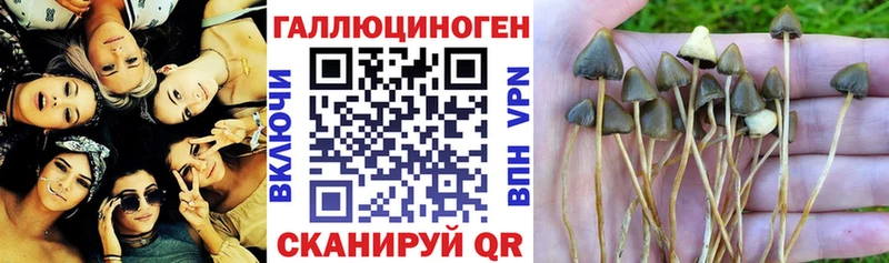 цена наркотик Красноярск Галлюциногенные грибы GOLDEN TEACHER